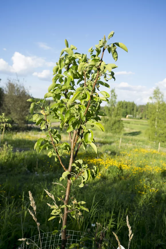 Pear Tree